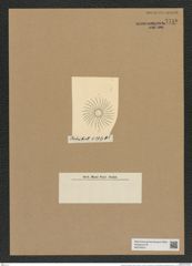 Chaetoceros spirillium Castr. (de-Toni-Nr.: Genus 149, Species 4151) Zeichnungen Sammlung Grunow Nr. 7710 (NHMW-BOT-W0376916)